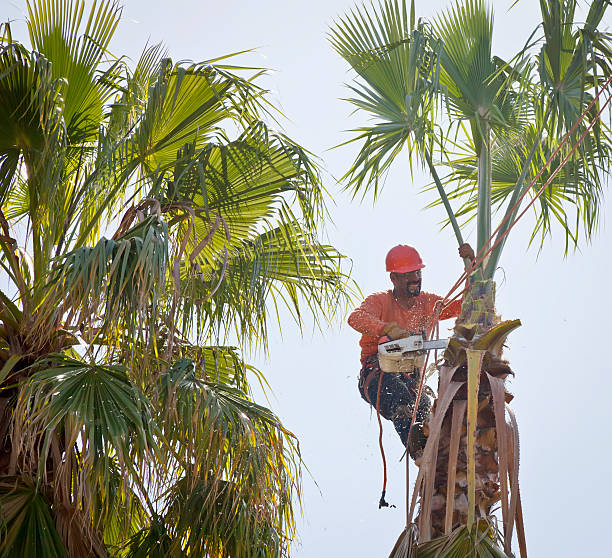 Best Commercial Tree Services  in Kurtistown, HI